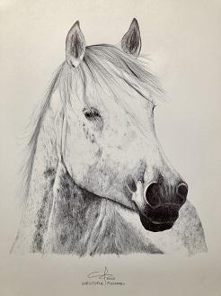 Bicharel christophe dessin stylo cheval de camargue